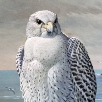 Gyrfalcn (@danielcole88198) 's Twitter Profile
