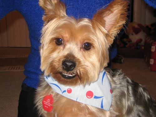 illusionbh's profile picture. 