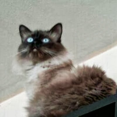 Vicente10421239's profile picture. 