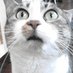 Jeffy Catz (@crazyasscats) Twitter profile photo Jeffy Catz (@crazyasscats) Twitter profile photo