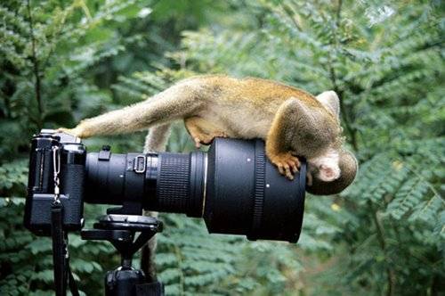 Picture of monkey looking in camera lens