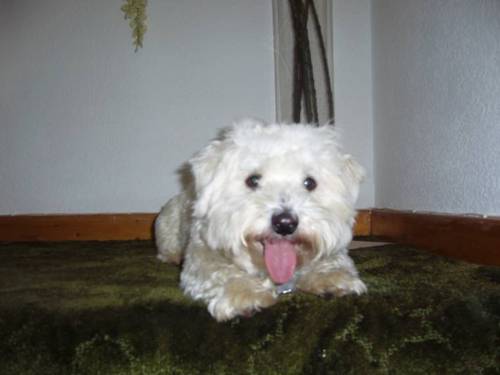 JINKYimaweedug's profile picture. I'm a goodlooker and adorable