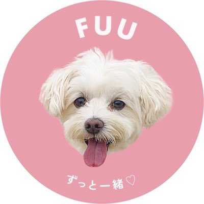 fuu_maltipoo's profile picture. 小さな怪獣ふうとの物語🦖 わんことバンド好き🫶