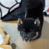 コタ (@kotappnas) 's Twitter Profile