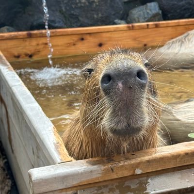 青南小→中学部→学院→早稲田大学 商学部/フランス語/チャイ語/アメフト/BEARS#44/水上スキー