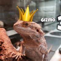 NoobDuck_Pet (@noobduckp) 's Twitter Profile