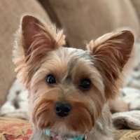 Mabel Gump (@gumpmabel) 's Twitter Profile