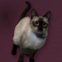 Sandra 🐈‍⬛🤍(@sc22xo) 's Twitter Profile Photo