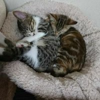 Toto_Rera (@my_all_love_io) 's Twitter Profile