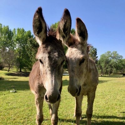 4EverBlueHeaven's profile picture. non-profit 501(c)3 charity save  high risk animals in memory of #Gilbert23 Rescue injured,sick,elderly,blind horses, burros,mini-donkeys & dogs in Sanctuary