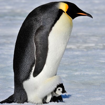 AntarcticDaily Profile Picture