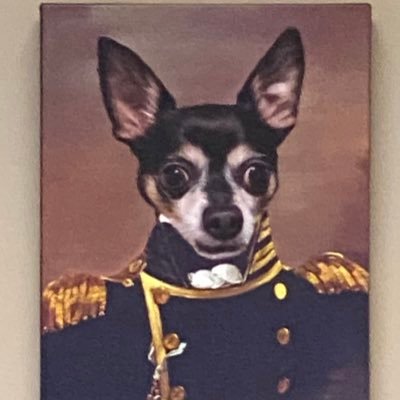 gbpark123's profile picture. Chihuahua that identifies as Doberman. Here he in his Doberman dress uniform. His pronouns are “ general“ and “sir”. His motto is “Death from the ankles down”.