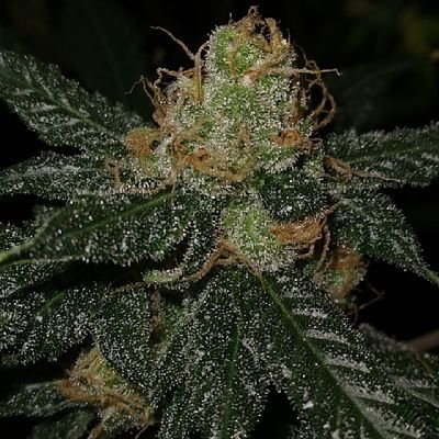 Las mejores flores premium de alta calidad. NO SE VENDE