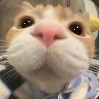 Fox_Fall (@fox7_fall) 's Twitter Profile