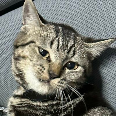 edo_higan88's profile picture. shows your fake failure.. let them happy...😏