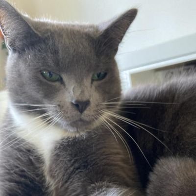 Bomberstars's profile picture. 