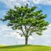 🌳अलख🌳 (@alakh_21191) Twitter profile photo 🌳अलख🌳 (@alakh_21191) Twitter profile photo