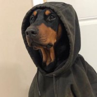 New World Order (@oj_npc) 's Twitter Profile