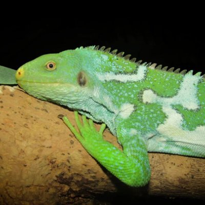 EndangeredOTD's profile picture. 