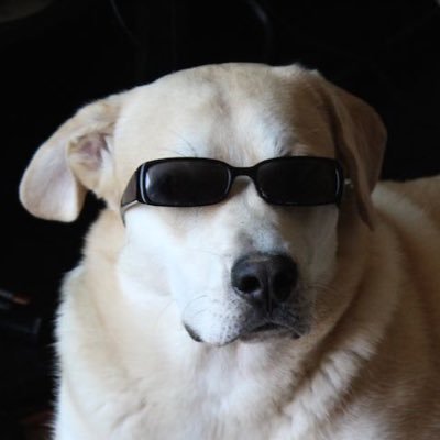 酷狗 cooldogさんのプロフィール画像