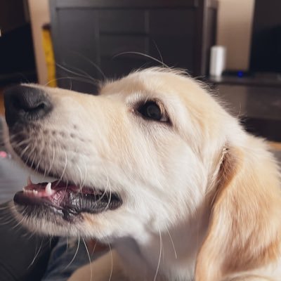 dalimibiszkopta's profile picture. 