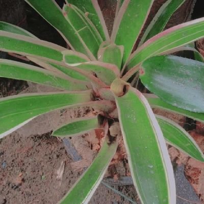 Boll9551's profile picture. 🙂🖤