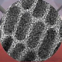 Beatriz H Juárez (@bh_juarez_lab) 's Twitter Profile