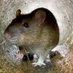 some rat browsing the internet (@an_internet_rat) Twitter profile photo