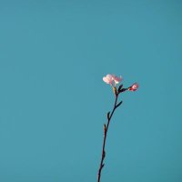 sabraw🏀 (@sb_pppp) 's Twitter Profile