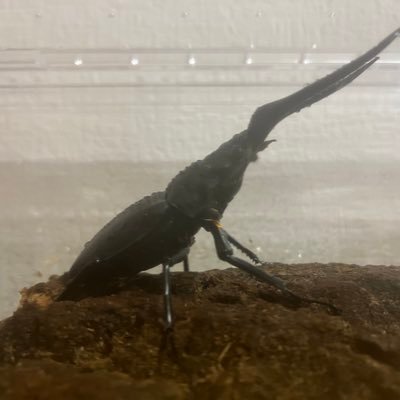 カブクワ大好き34歳。東北〜北海道にて街灯採集を行なっております。Dynastes herculesをはじめ、Prosopocoilus giraffa等を飼育。幼虫も多数飼育しております。沢山のフォローお待ちしております！youtubeチャンネルも宜しくお願いします↓