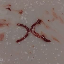 tuat_aki's profile picture. tuat C M2

4号館2階の妖精