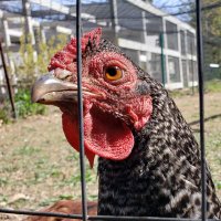 ChickenFan(@Rosieandchicks) 's Twitter Profileg