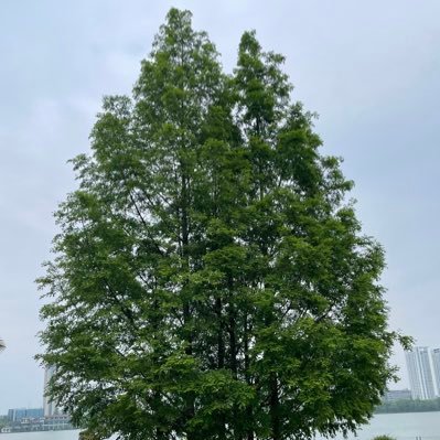 TrevinoTrevino1's profile picture. word