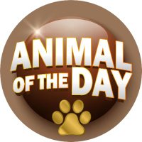 Animal of the Day(@AOTDBioDB) 's Twitter Profile Photo