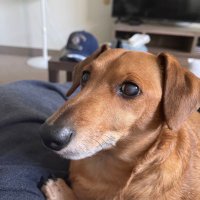 Grumpi (@grumpi) 's Twitter Profile