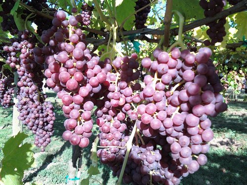 peckofruit's profile picture. organic produce farm, inspiring folks to grow and taste from gardens & farms: Nursery,  Landscape Design https://t.co/IAk6Lz7A0Q