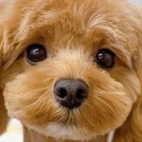 モンちゃん8歳(旧モンちゃん) (@monchandesux) 's Twitter Profile Photo モンちゃん8歳(旧モンちゃん) (@monchandesux) 's Twitter Profile Photo