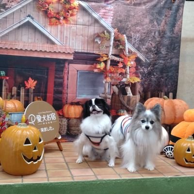 洋楽&海外ドラマ&洋画大好き!! 動物大好き!犬1狆( 元荻窪狆保護犬)犬パピヨン(元保護犬)一頭を飼っています♪ 現在「🐼パン活」に精を出してます!上野動物園の双子パンダのシャオシャオ推しです!