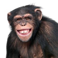 Apex Chimp(@ApexChimp556) 's Twitter Profile Photo