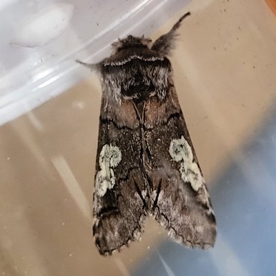 We enjoy birds, moths, gardening and wine. Started moth trapping in June 2018.