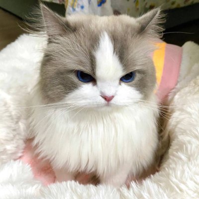 Eleanor_1254's profile picture. “Not knowing you can’t do something, is sometimes all it takes to do it.”