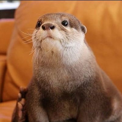 🇺🇲🦦❤️Animals and pets
 ❤️🦦❤️Love for otter
🌵Daily Otter pictures and vedio
🏷️We daily waiting... join our societyI
🦦use:@Otter_Fan50