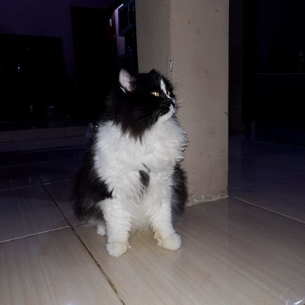 jokontolll's profile picture. 