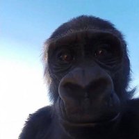 elijah (@caffeinator66) 's Twitter Profile