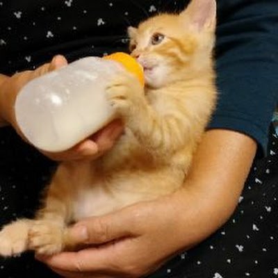 🐾猫愛溢れる毎日😸💕マーケティングに夢中なWebコーダー💻SEOやSNS広告・デザインも学び中📚️挑戦中の職業訓練生‼️webページに関するお悩みやアイディア💡お仕事依頼お気軽にどうぞ🤝💼一緒に素敵なWebサイトを育てましょう❗✨