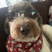 barking dog (@zornikjose72690) 's Twitter Profile