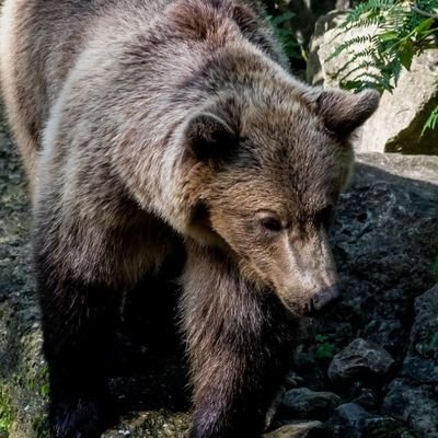 hourlyursus Profile Picture