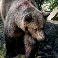 bear enthusiast (@hourlyursus) 's Twitter Profile Photo bear enthusiast (@hourlyursus) 's Twitter Profile Photo