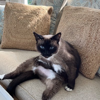 bigswampcritter's profile picture. 