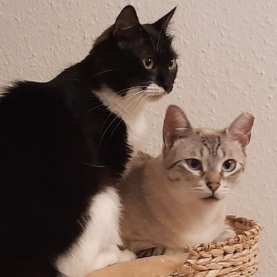 Pünktchen and Anton. We are two rescued cats from Spain, now living in Germany. Three and five years old. We love tuna, catnip mouses and all sorts of balls.